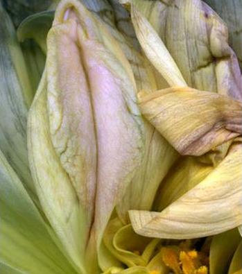 女性生殖器花圖片:11種長得像女人私處的花樣植物 女人生殖器11種圖片:11種女性生殖花樣形體圖