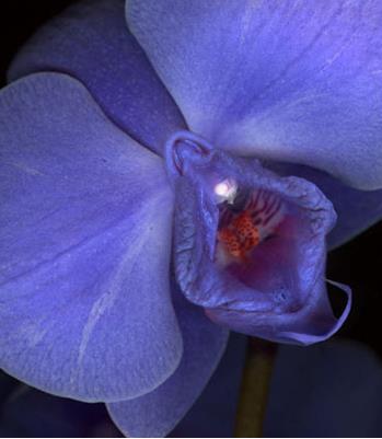 女性生殖器花圖片:11種長得像女人私處的花樣植物 女人生殖器11種圖片:11種女性生殖花樣形體圖