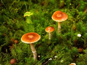 蘑菇怎么吃?蘑菇的做法大全