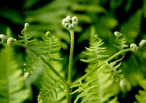 蕨菜的營(yíng)養(yǎng)價(jià)值-蕨菜的做法