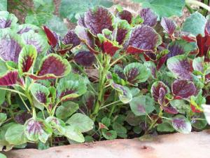 莧菜的營養(yǎng)價值-莧菜的做法