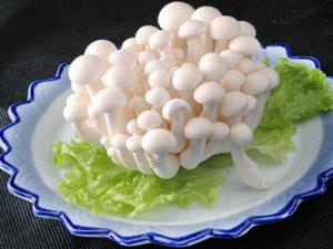 白玉菇的做法-白玉菇的營養(yǎng)價(jià)值