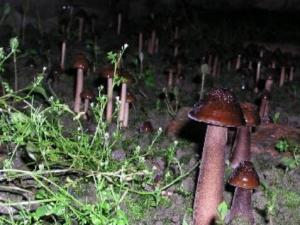 長根菇的做法-長根菇的種植技術(shù)