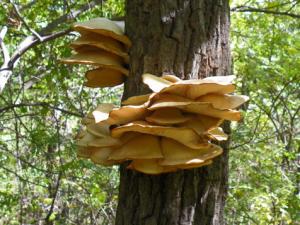 元蘑的做法-元蘑的種植技術(shù)