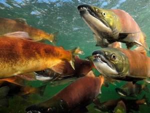 大馬哈魚籽怎么吃?大馬哈魚的做法