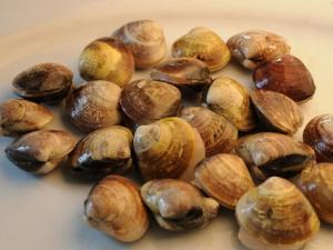 文蛤怎么做?文蛤的營養(yǎng)價(jià)值-文蛤的做法