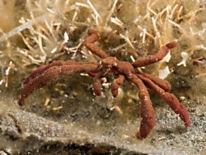 蜘蛛蟹的營(yíng)養(yǎng)價(jià)值-蜘蛛蟹的做法