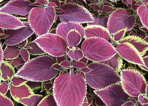 紫蘇葉可抗風寒治感冒-紫蘇燜雞翅的做法