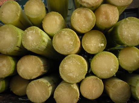 甘蔗怎么做好吃?甘蔗的做法大全