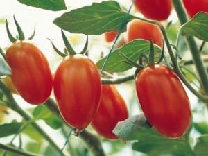 圣女果怎么做好吃?圣女果的做法大全