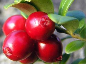 蔓越莓怎么吃?吃蔓越莓的食用禁忌