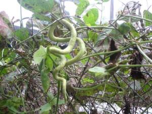 ?蛇瓜怎么吃?蛇瓜的做法大全