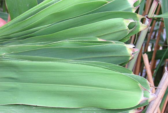 �������~����ʲô�~�ӣ��҇�����ͳ��F(xi��n)���JȔ�~�����ӵ�����