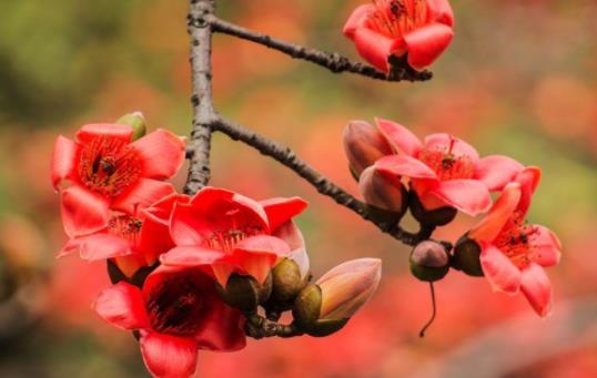 新鮮的木棉花可以炒著吃嗎 新鮮的木棉花可以泡水喝嗎