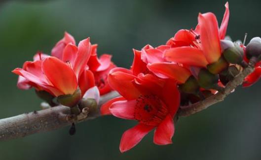 新鮮的木棉花可以炒著吃嗎 新鮮的木棉花可以泡水喝嗎