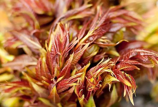 香椿曬干后怎么吃?香椿怎么做好吃