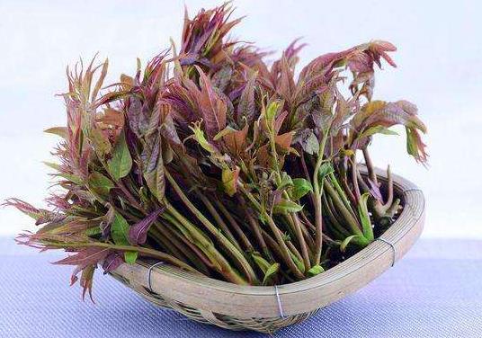 香椿為什么要過水?香椿怎樣曬干