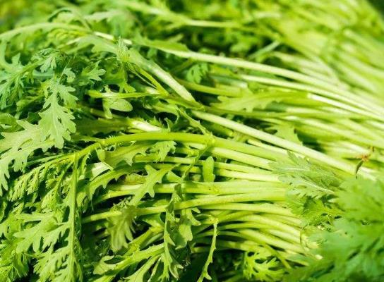 茼蒿適合什么人吃?炒茼蒿不焯水可以嗎