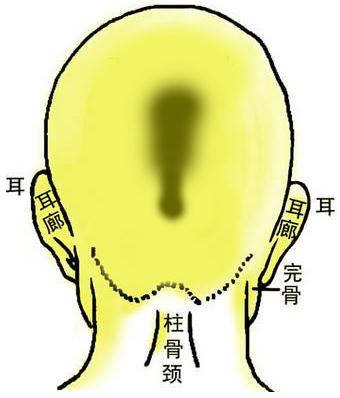 骨相圖解:連環(huán)背枕骨