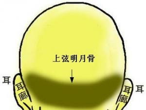 骨相圖解:兩弦明月骨