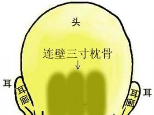 骨相圖解:連璧三寸枕骨