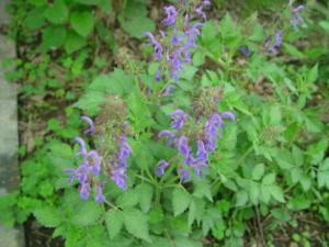 什么是丹參?丹參的作用與功效