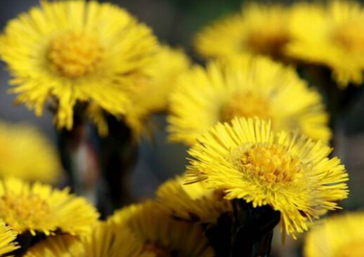 款冬花的介紹-款冬花的功效與作用