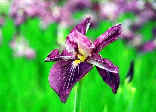 菖蒲的功效與作用-菖蒲的分類與選購(gòu)技巧