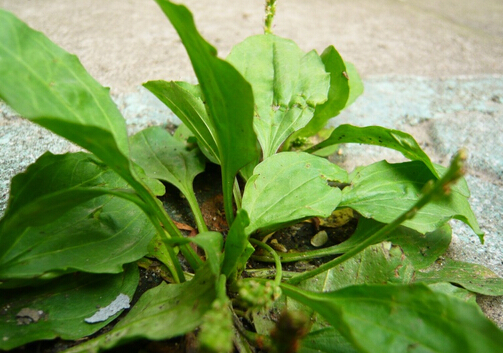 車(chē)前子的功效與作用-車(chē)前子的副作用