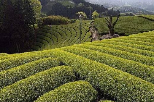 什么是臺地茶?普洱臺地茶和喬木茶有什么區別?