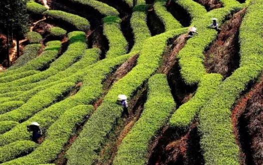 什么是臺地茶?普洱臺地茶和喬木茶有什么區別?