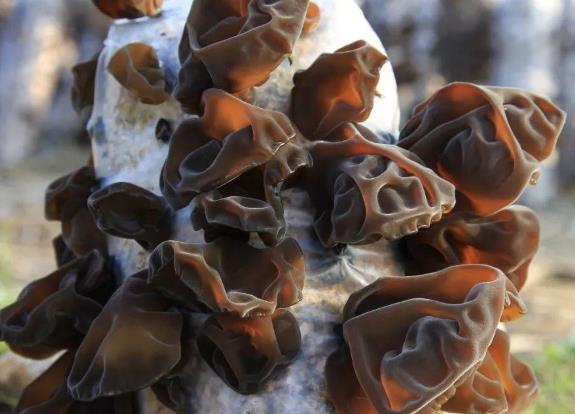 中醫秋季養生小常識?秋季養生吃什么食物