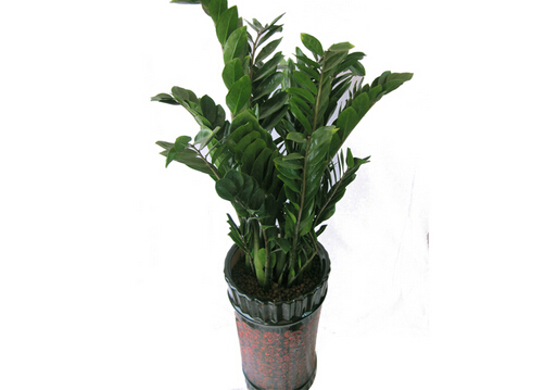 家里有孕婦能養(yǎng)金錢樹嗎?金錢樹有毒嗎?