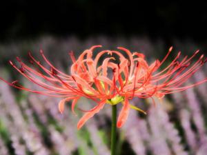 曼陀羅花有毒嗎?家里有寶寶能養曼陀羅花嗎?