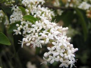 家里有孕婦能養夜來香嗎?夜來香的養殖方法