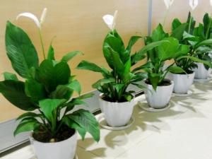 有孕婦能養一帆風順花嗎?一帆風順花有毒嗎