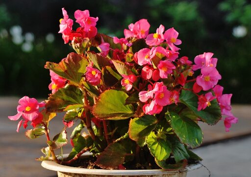 海棠花有毒嗎?家里有孕婦能養海棠花嗎?