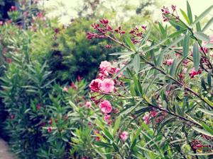 家里有孕婦能養夾竹桃嗎?夾竹桃有毒嗎?