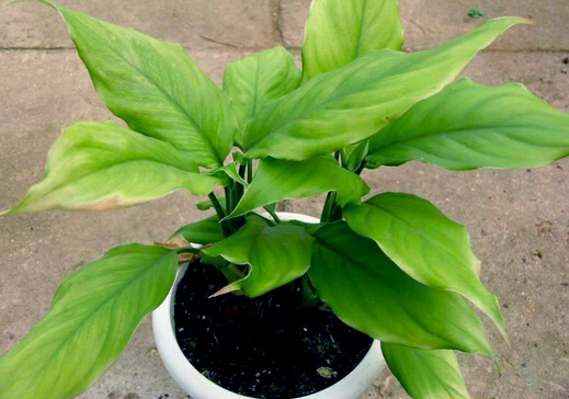 家里有孕婦能養萬年青嗎?萬年青的養殖方法