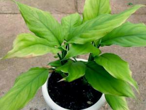 家里有孕婦能養萬年青嗎?萬年青的養殖方法