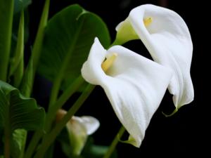 家里有孕婦能養馬蹄蓮嗎?馬蹄蓮有毒嗎?