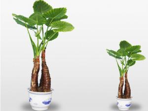 滴水觀音有毒嗎?家里有寶寶能養滴水觀音嗎?