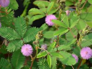 家里有寶寶能養含羞草嗎?含羞草有毒嗎?