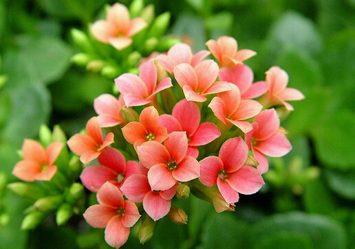 家里有寶寶能養(yǎng)長壽花嗎?長壽花的養(yǎng)殖方法