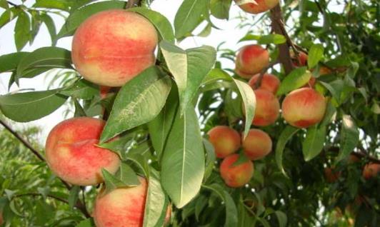 桃子什么時候成熟 桃子的成熟時間