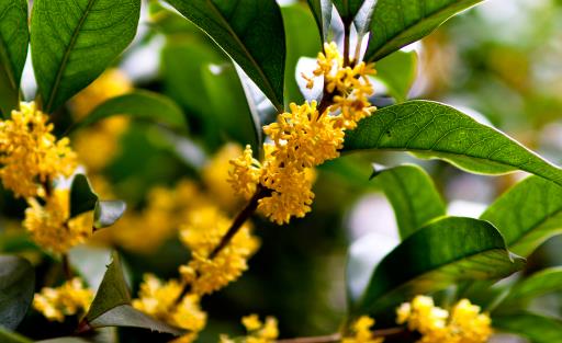 丹桂飄香一般是什么季節?丹桂飄香具體是陽歷幾月?