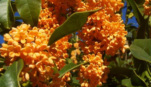 丹桂飄香一般是什么季節?丹桂飄香具體是陽歷幾月?