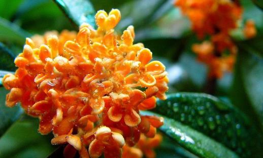 丹桂飄香一般是什么季節?丹桂飄香具體是陽歷幾月?