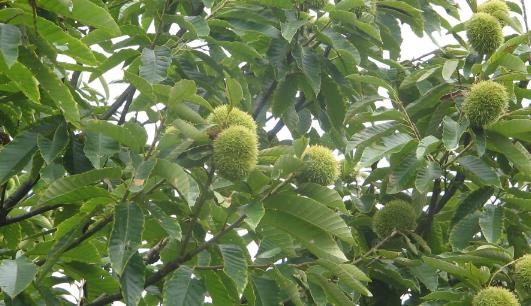 板栗是什么季節出來的 新鮮板栗什么時候上市