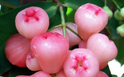 蓮霧幾月份成熟上市 蓮霧是什么季節的水果